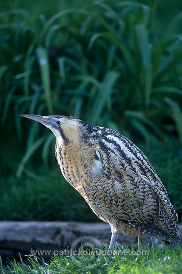 Bittern (Botaurus stellaris) - Butor etoile  - 20177