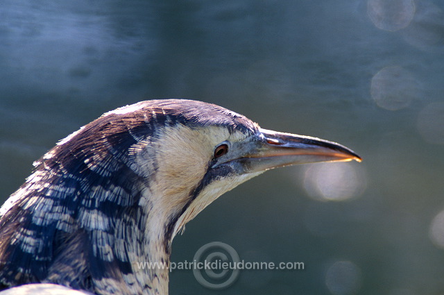 Bittern (Botaurus stellaris) - Butor etoile - 20178