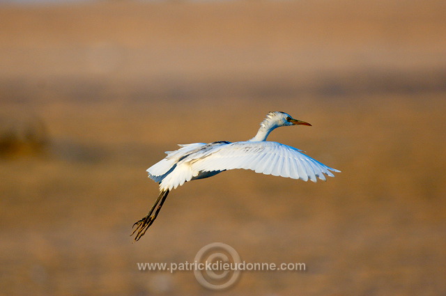 Cattle Egret (Bubulcus ibis) - Heron gardeboeufs 10656