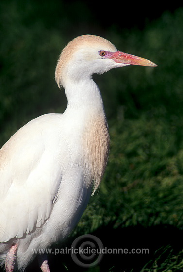 Cattle Egret (Bubulcus ibis) - Heron garde-boeufs - 20179