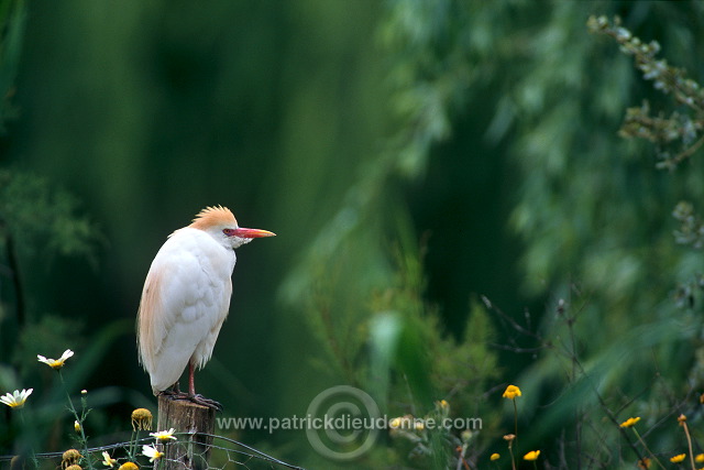 Cattle Egret (Bubulcus ibis) - Heron garde-boeufs - 20180