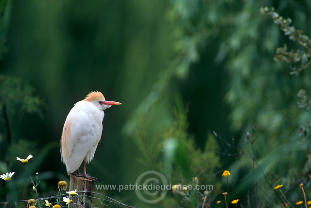 Cattle Egret (Bubulcus ibis) - Heron garde-boeufs - 20180