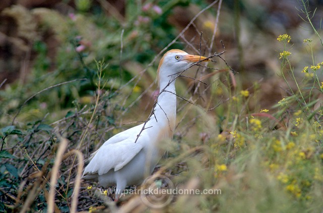 Cattle Egret (Bubulcus ibis) - Heron garde-boeufs - 20181