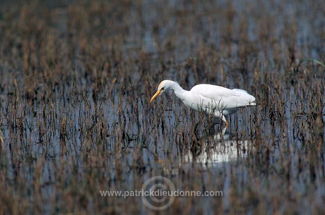 Cattle Egret (Bubulcus ibis) - Heron garde-boeufs - 20182