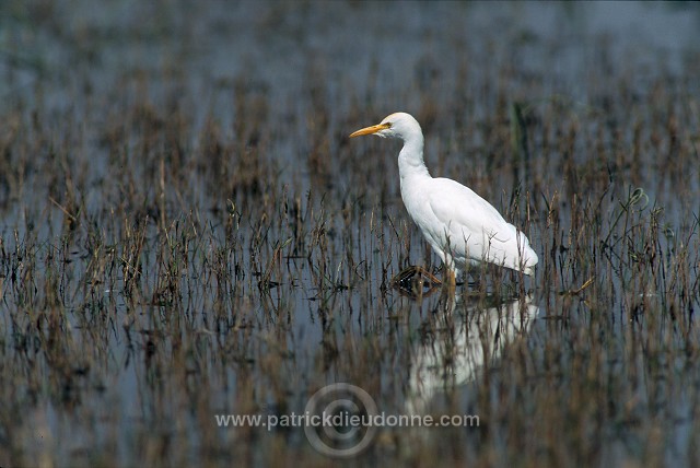 Cattle Egret (Bubulcus ibis) - Heron garde-boeufs - 20183