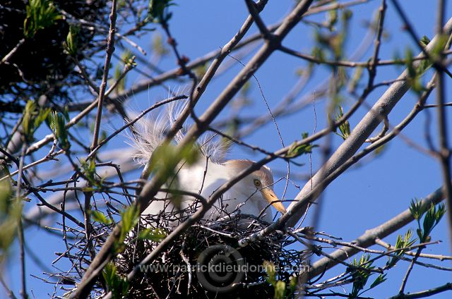 Cattle Egret (Bubulcus ibis) - Heron garde-boeufs - 20184