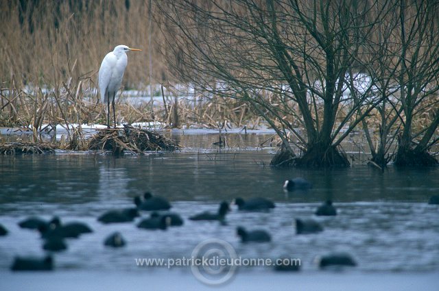 Great Egret (Egretta alba) - Grande aigrette - 20185