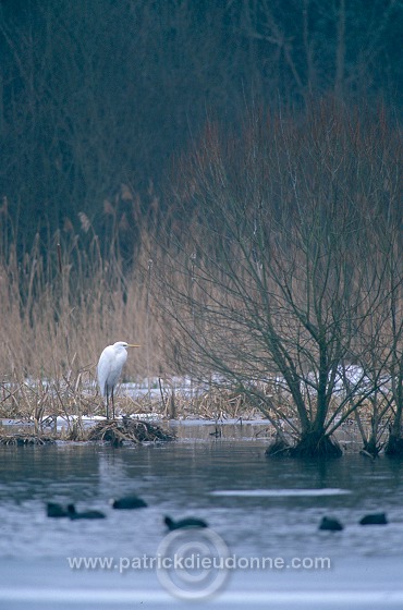 Great Egret (Egretta alba) - Grande aigrette - 20186