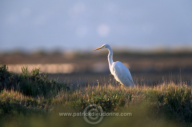 Great Egret (Egretta alba) - Grande aigrette - 20187