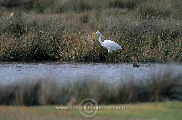 Great Egret (Egretta alba) - Grande aigrette - 20188