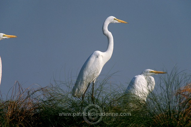 Great Egret (Egretta alba) - Grande aigrette - 20189