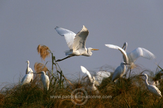 Great Egret (Egretta alba) - Grande aigrette - 20190