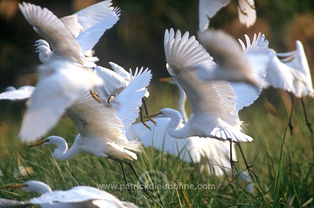 Great Egret (Egretta alba) - Grande aigrette - 20191