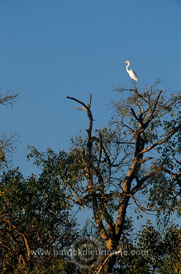 Great Egret (Egretta alba) - Grande aigrette - 20192