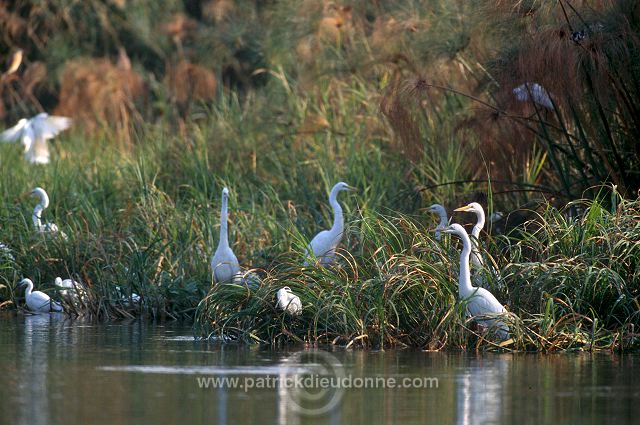 Great Egret (Egretta alba) - Grande aigrette - 20193