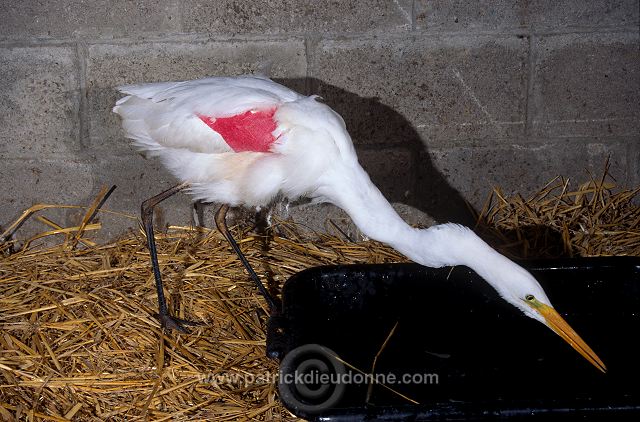 Great Egret (Egretta alba) - Grande aigrette - 20194