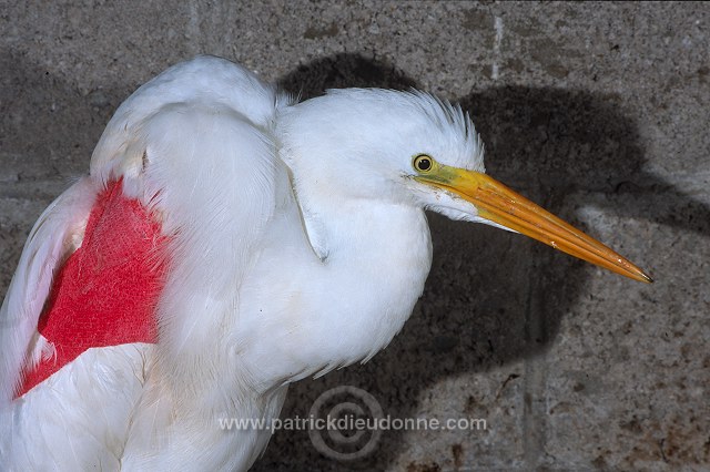 Great Egret (Egretta alba) - Grande aigrette - 20196