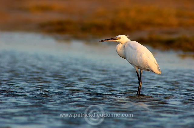 Little Egret (Egretta garzetta) - Aigrette garzette   (10658)