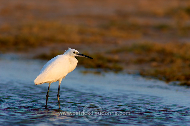 Little Egret (Egretta garzetta) - Aigrette garzette   (10659)