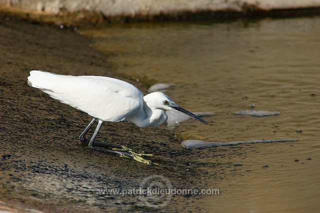 Little Egret (Egretta garzetta) - Aigrette garzette   (10658)