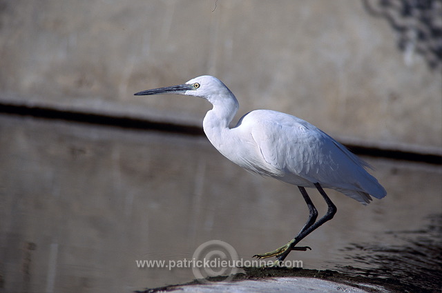 Little Egret (Egretta garzetta) - Aigrette garzette   (10998)