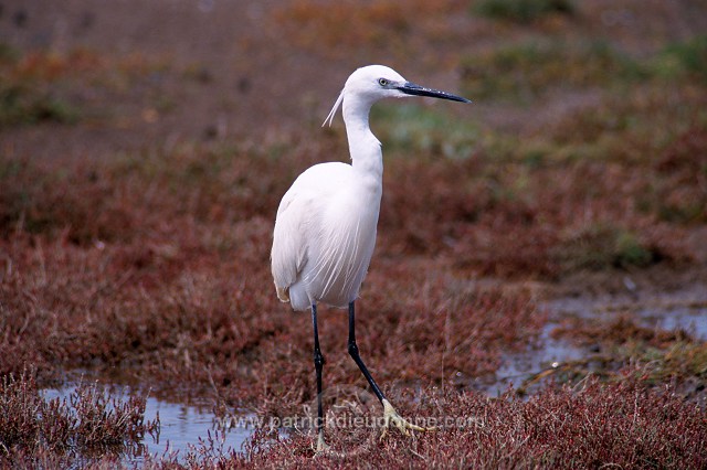 Little Egret (Egretta garzetta) - Aigrette garzette - 20198