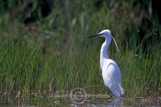 Little Egret (Egretta garzetta) - Aigrette garzette - 20199