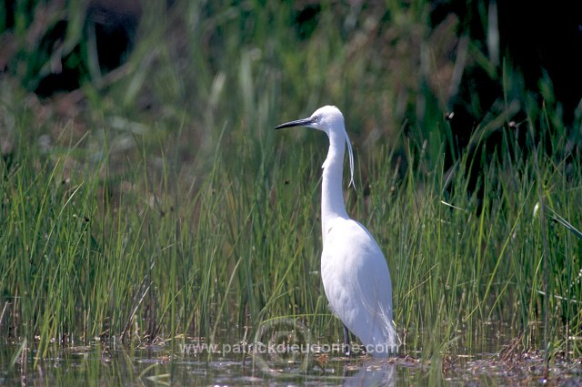 Little Egret (Egretta garzetta) - Aigrette garzette - 20200