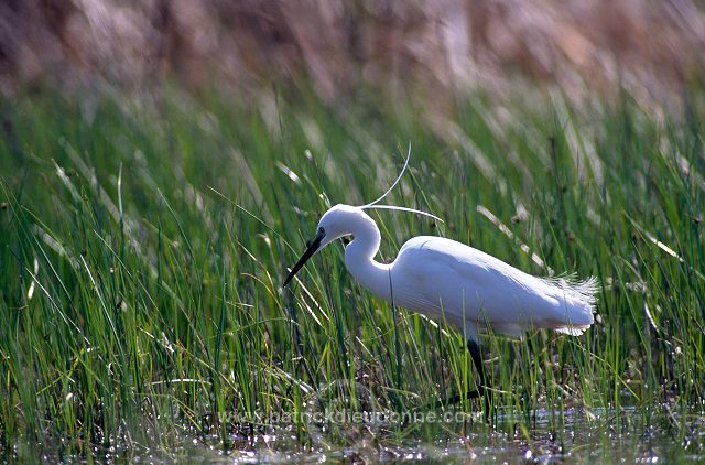 Little Egret (Egretta garzetta) - Aigrette garzette - 20201