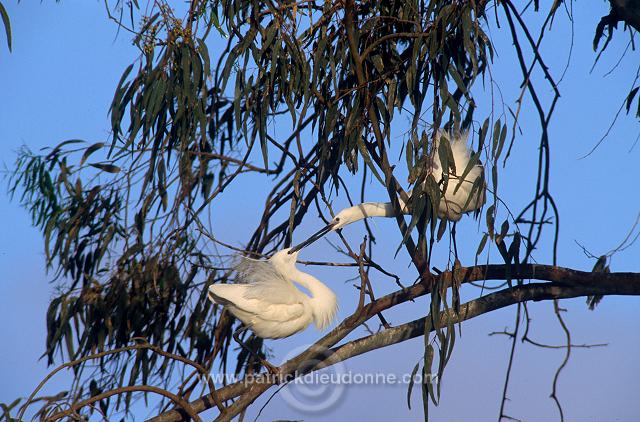 Little Egret (Egretta garzetta) - Aigrette garzette - 20202