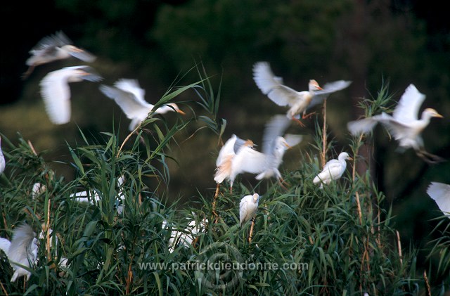 Little Egret (Egretta garzetta) - Aigrette garzette - 20203