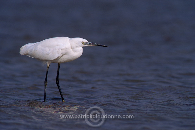 Little Egret (Egretta garzetta) - Aigrette garzette - 20204