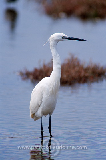 Little Egret (Egretta garzetta) - Aigrette garzette - 20205