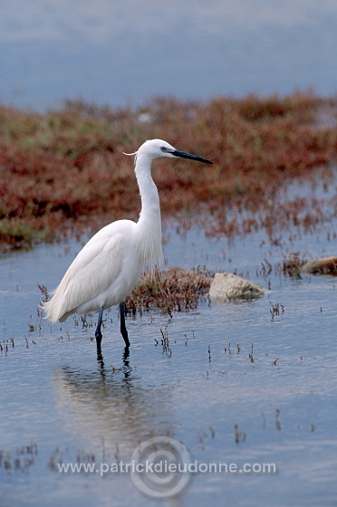 Little Egret (Egretta garzetta) - Aigrette garzette - 20206