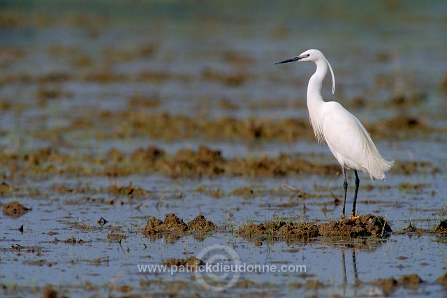 Little Egret (Egretta garzetta) - Aigrette garzette - 20207