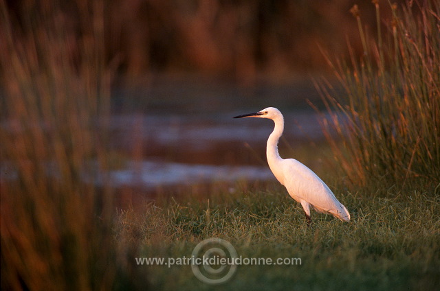 Little Egret (Egretta garzetta) - Aigrette garzette - 20208