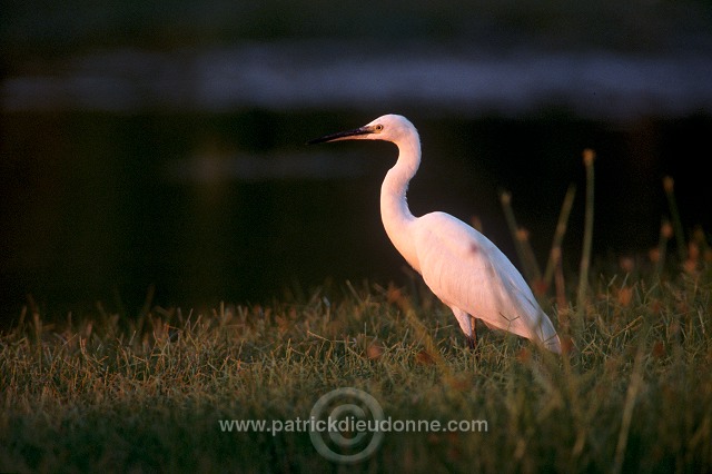 Little Egret (Egretta garzetta) - Aigrette garzette - 20209