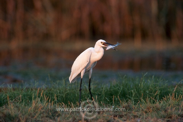 Little Egret (Egretta garzetta) - Aigrette garzette - 20210