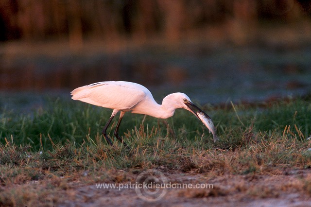 Little Egret (Egretta garzetta) - Aigrette garzette - 20212