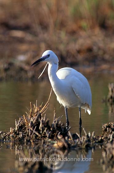 Little Egret (Egretta garzetta) - Aigrette garzette - 20213