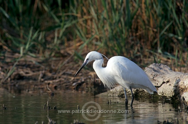 Little Egret (Egretta garzetta) - Aigrette garzette - 20214