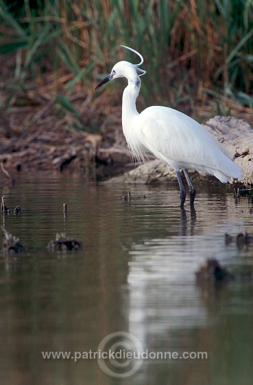 Little Egret (Egretta garzetta) - Aigrette garzette - 20215