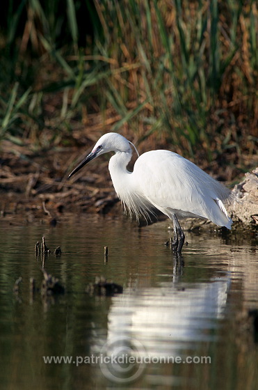 Little Egret (Egretta garzetta) - Aigrette garzette - 20216