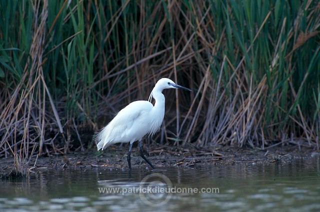 Little Egret (Egretta garzetta) - Aigrette garzette - 20217