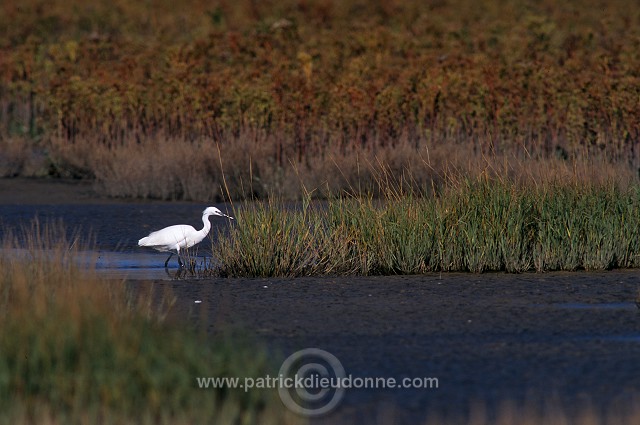 Little Egret (Egretta garzetta) - Aigrette garzette - 20218