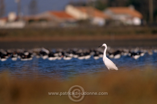 Little Egret (Egretta garzetta) - Aigrette garzette - 20219