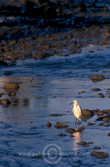 Little Egret (Egretta garzetta) - Aigrette garzette - 20220