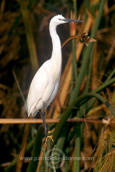 Little Egret (Egretta garzetta) - Aigrette garzette - 20221