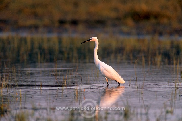 Little Egret (Egretta garzetta) - Aigrette garzette - 20222