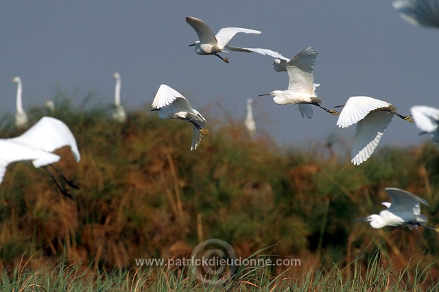 Little Egret (Egretta garzetta) - Aigrette garzette - 20223